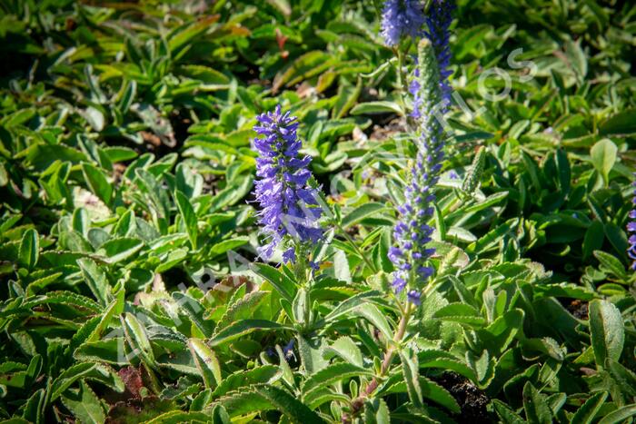 Rozrazil klasnatý 'Blue Carpet' - Veronica spicata 'Blue Carpet'