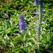 Rozrazil klasnatý 'Blue Carpet' - Veronica spicata 'Blue Carpet'