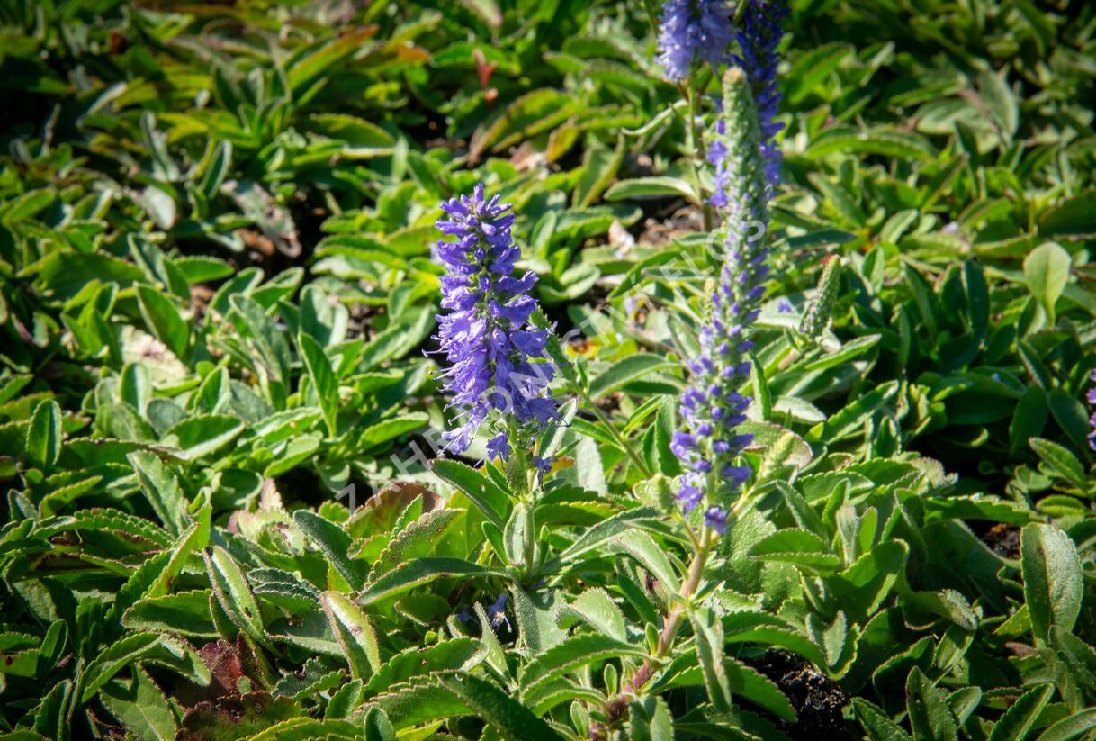 Rozrazil klasnatý 'Blue Carpet' - Veronica spicata 'Blue Carpet'
