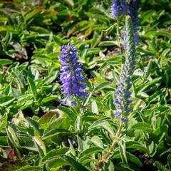 Rozrazil klasnatý 'Blue Carpet' - Veronica spicata 'Blue Carpet'