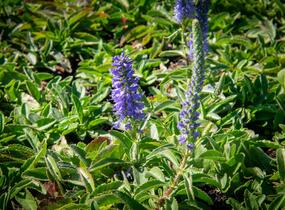 Rozrazil klasnatý 'Blue Carpet' - Veronica spicata 'Blue Carpet'