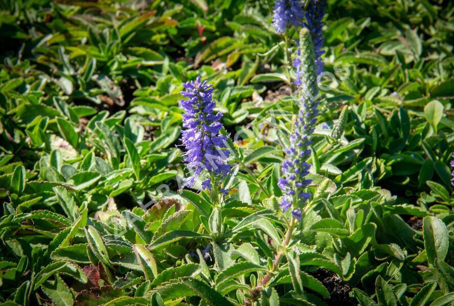 Rozrazil klasnatý 'Blue Carpet' - Veronica spicata 'Blue Carpet'