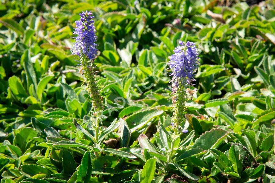 Rozrazil klasnatý 'Blue Carpet' - Veronica spicata 'Blue Carpet'