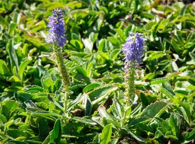 Rozrazil klasnatý 'Blue Carpet' - Veronica spicata 'Blue Carpet'