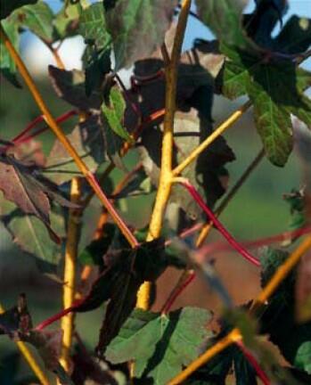 Ambroň západní 'Golden Sun' - Liquidambar styraciflua 'Golden Sun'