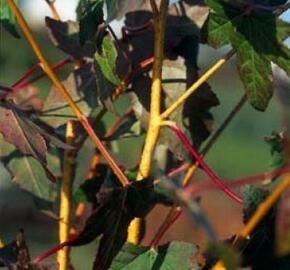 Ambroň západní 'Golden Sun' - Liquidambar styraciflua 'Golden Sun'