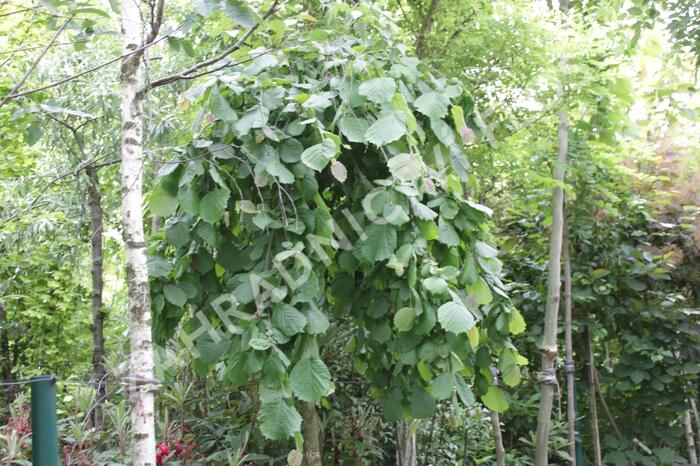Líska obecná 'Pendula' - Corylus avellana 'Pendula'