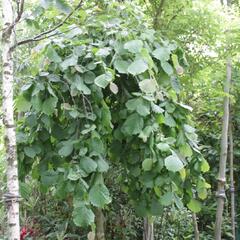 Líska obecná 'Pendula' - Corylus avellana 'Pendula'