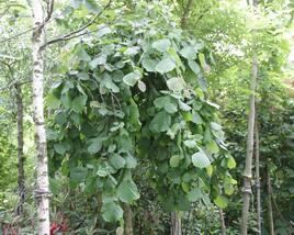 Líska obecná 'Pendula'
