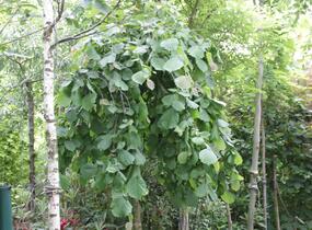 Líska obecná 'Pendula' - Corylus avellana 'Pendula'