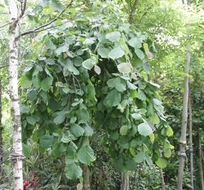 Líska obecná 'Pendula' - Corylus avellana 'Pendula'