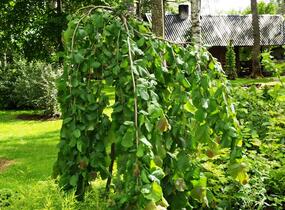 Líska obecná 'Pendula' - Corylus avellana 'Pendula'