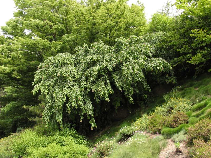 Líska obecná 'Pendula' - Corylus avellana 'Pendula'