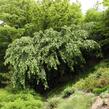 Líska obecná 'Pendula' - Corylus avellana 'Pendula'