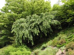 Líska obecná 'Pendula' - Corylus avellana 'Pendula'