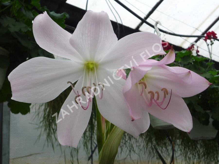 Křín 'Spring Joy' - Crinum 'Spring Joy'