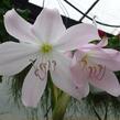 Křín 'Spring Joy' - Crinum 'Spring Joy'