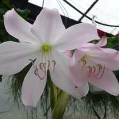 Křín 'Spring Joy' - Crinum 'Spring Joy'