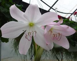 Křín 'Spring Joy'