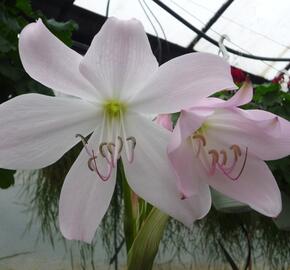 Křín 'Spring Joy' - Crinum 'Spring Joy'