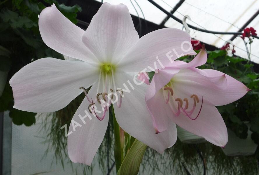 Křín 'Spring Joy' - Crinum 'Spring Joy'