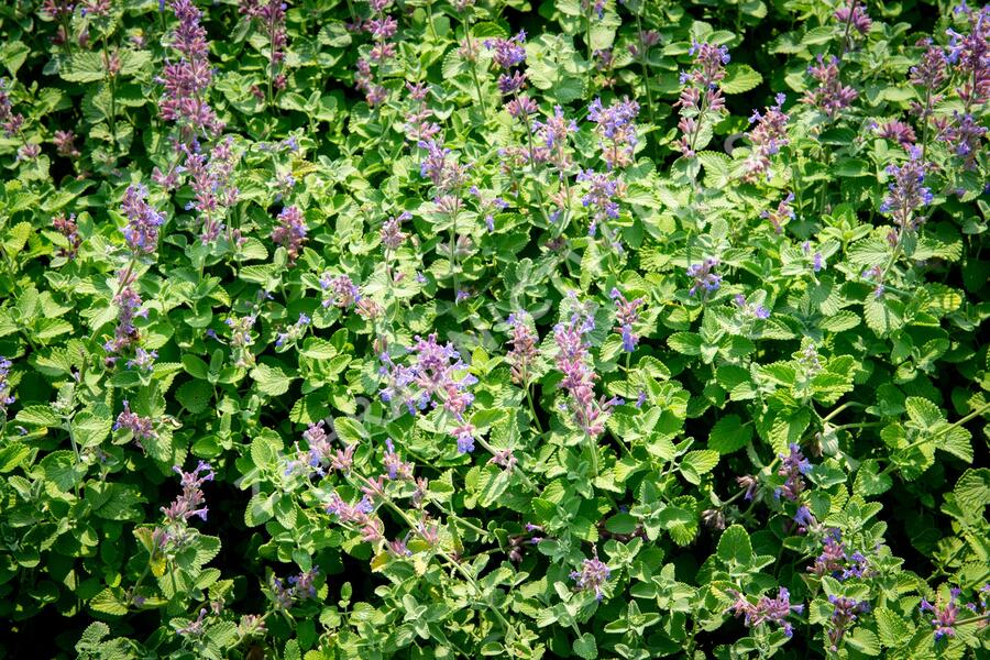 Šanta hroznovitá 'Auslese' - Nepeta racemosa 'Auslese'