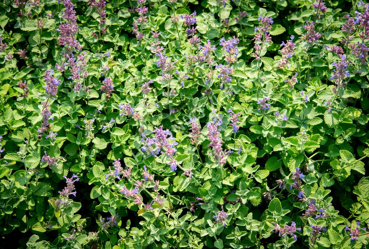 Šanta hroznovitá 'Auslese' - Nepeta racemosa 'Auslese'