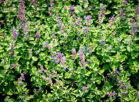 Šanta hroznovitá 'Auslese' - Nepeta racemosa 'Auslese'