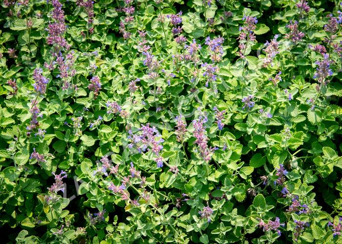Šanta hroznovitá 'Auslese' - Nepeta racemosa 'Auslese'