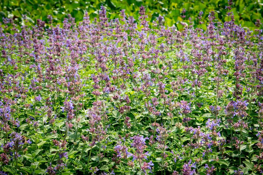 Šanta hroznovitá 'Auslese' - Nepeta racemosa 'Auslese'