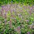 Šanta hroznovitá 'Auslese' - Nepeta racemosa 'Auslese'