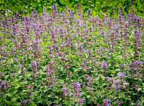 Šanta hroznovitá 'Auslese' - Nepeta racemosa 'Auslese'