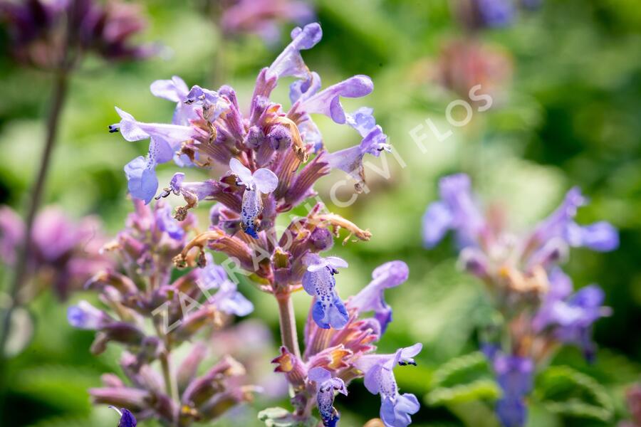 Šanta hroznovitá 'Auslese' - Nepeta racemosa 'Auslese'