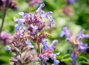 Šanta hroznovitá 'Auslese' - Nepeta racemosa 'Auslese'