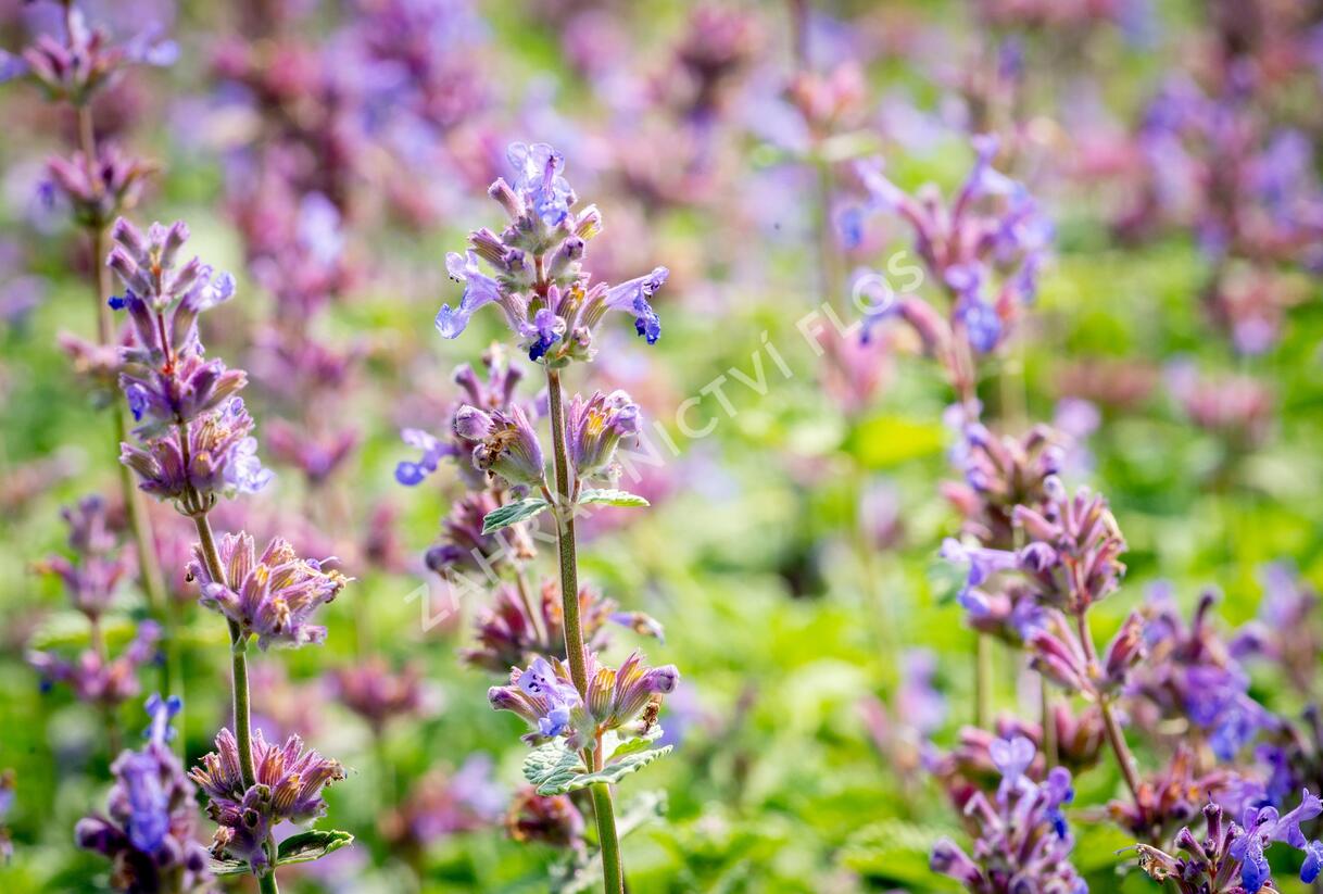 Šanta hroznovitá 'Auslese' - Nepeta racemosa 'Auslese'