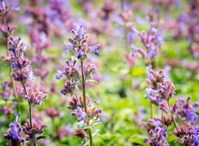 Šanta hroznovitá 'Auslese' - Nepeta racemosa 'Auslese'