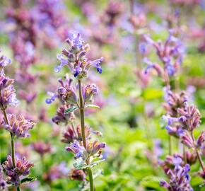 Šanta hroznovitá 'Auslese' - Nepeta racemosa 'Auslese'