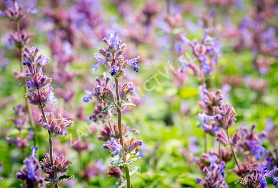 Šanta hroznovitá 'Auslese' - Nepeta racemosa 'Auslese'