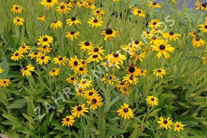 Třapatka zářivá (neumannii) - Rudbeckia fulgida var. speciosa (neumannii)
