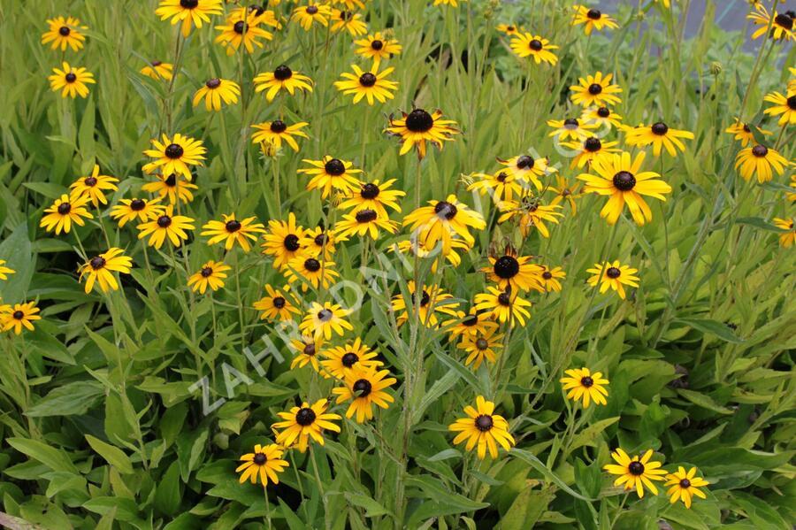 Třapatka zářivá (neumannii) - Rudbeckia fulgida var. speciosa (neumannii)