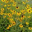 Třapatka zářivá (neumannii) - Rudbeckia fulgida var. speciosa (neumannii)