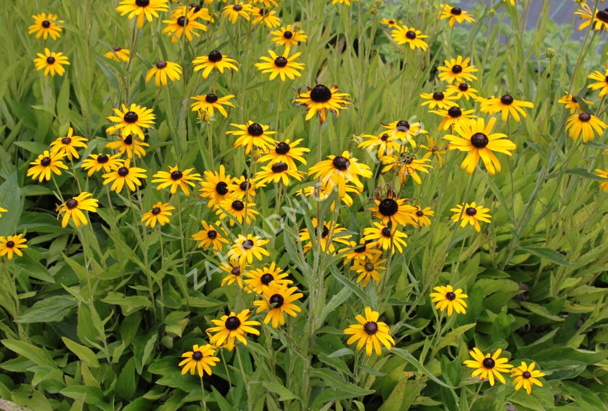 Třapatka zářivá (neumannii) - Rudbeckia fulgida var. speciosa (neumannii)