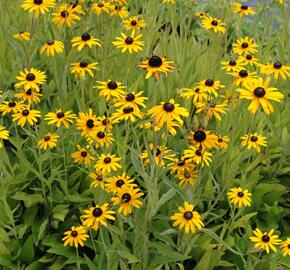 Třapatka zářivá (neumannii) - Rudbeckia fulgida var. speciosa (neumannii)