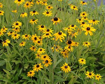 Třapatka zářivá (neumannii)