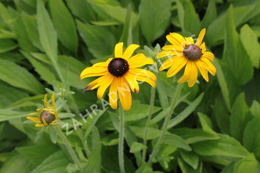 Třapatka zářivá (neumannii) - Rudbeckia fulgida var. speciosa (neumannii)