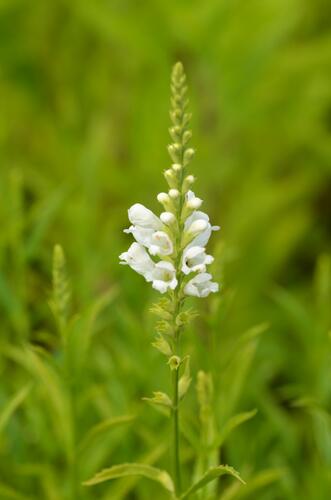 Včelník virginský 'Schneekrone' - Physostegia virginiana 'Schneekrone'