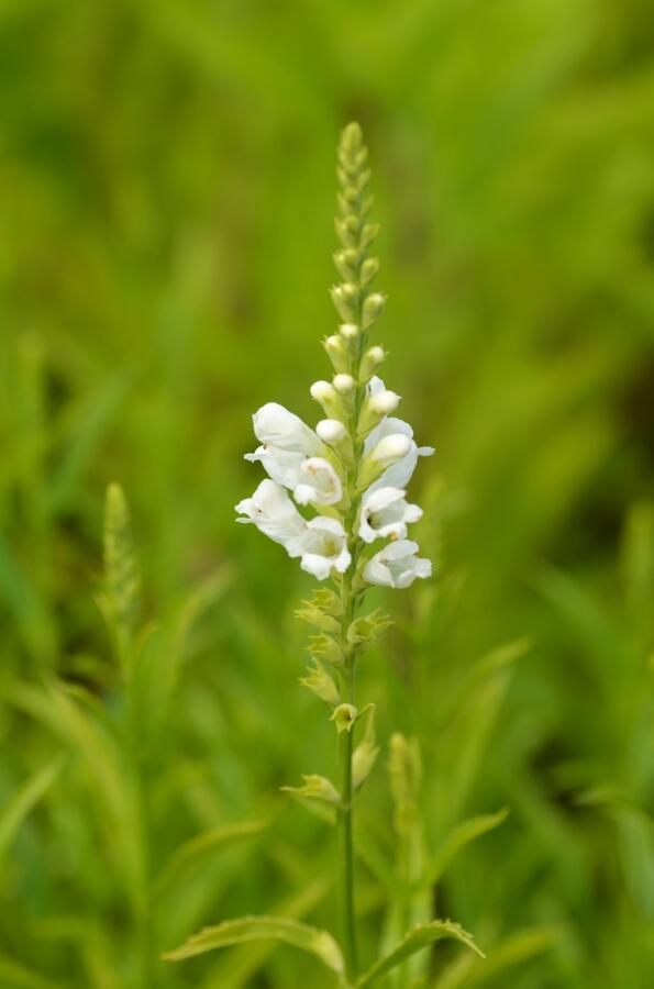 Včelník virginský 'Schneekrone' - Physostegia virginiana 'Schneekrone'