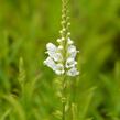 Včelník virginský 'Schneekrone' - Physostegia virginiana 'Schneekrone'