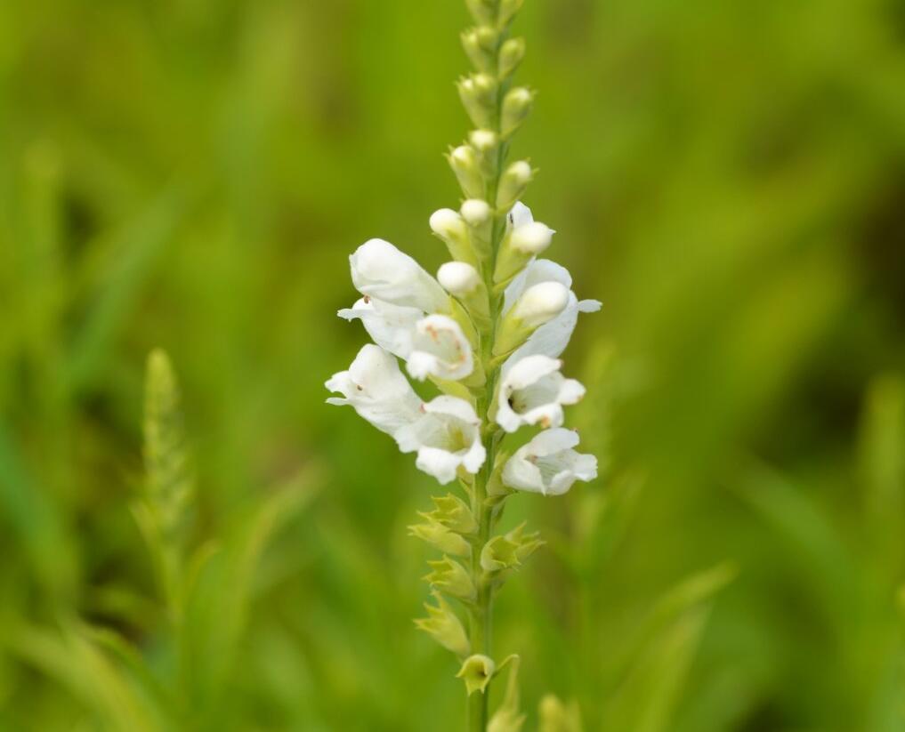 Včelník virginský 'Schneekrone' - Physostegia virginiana 'Schneekrone'