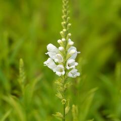 Včelník virginský 'Schneekrone' - Physostegia virginiana 'Schneekrone'